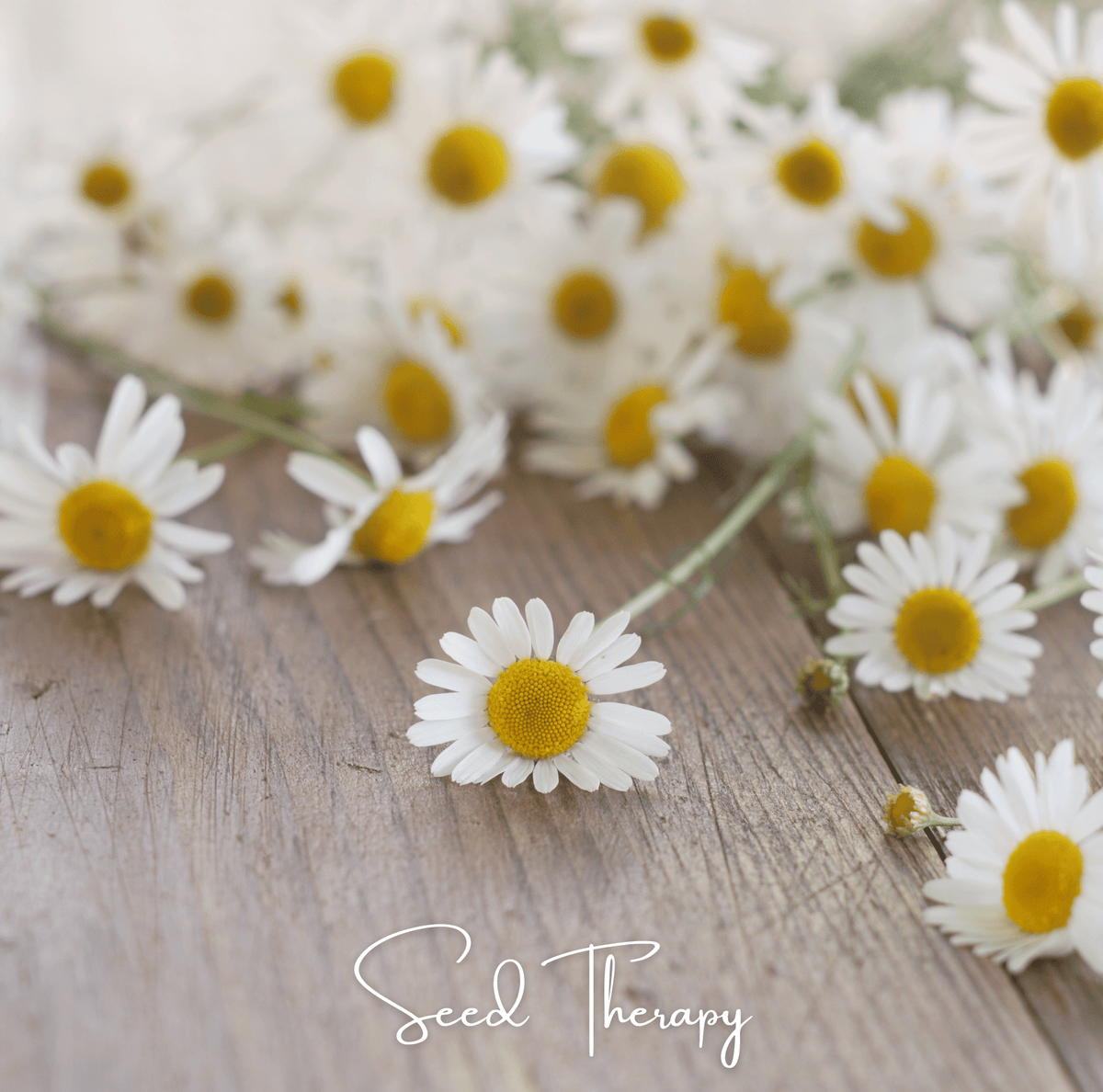 Roman Chamomile – 300 Seeds