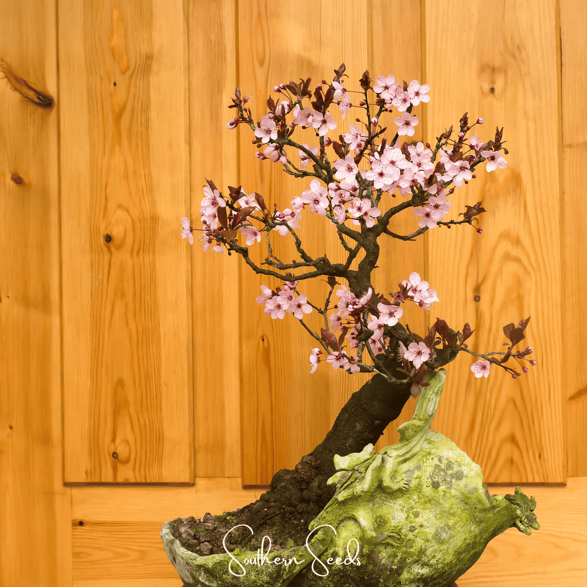 Cherry Plum – 5 Seeds