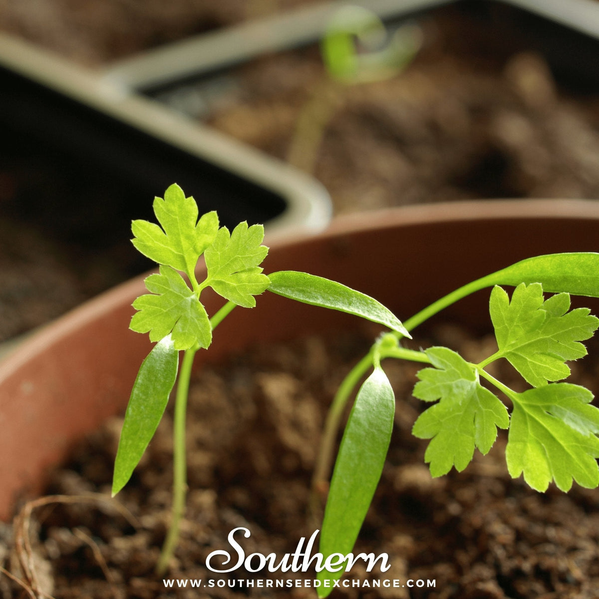 Flat Chervil – 200 Seeds