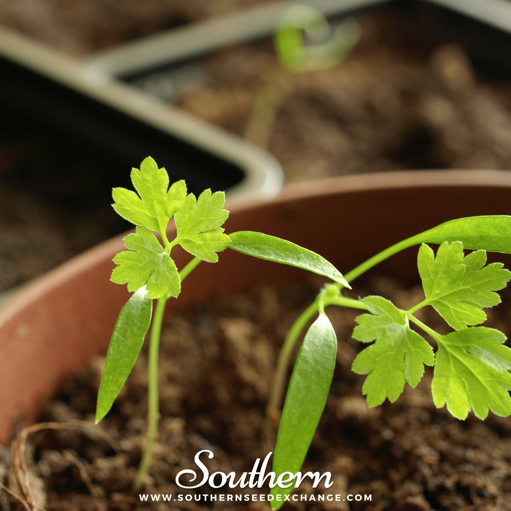 Flat Chervil – 200 Seeds