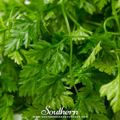 Flat Chervil – 200 Seeds