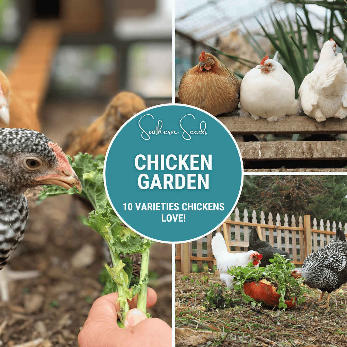 Chicken Treats Seed Collection – 10 Varieties