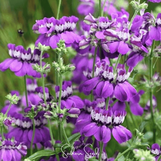 Chinese House - Innocence  – 100 Seeds