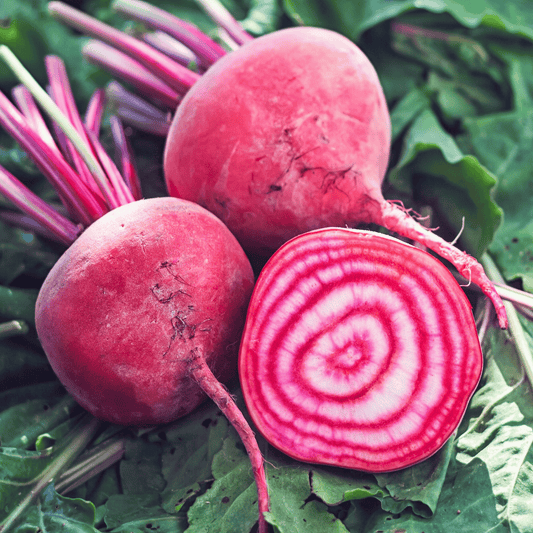 Chioggia Beet – 100 Seeds