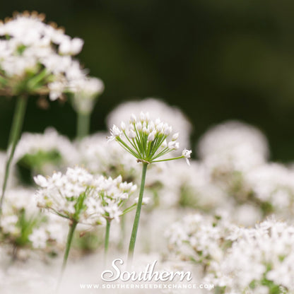 Garlic Chives – 250 Seeds