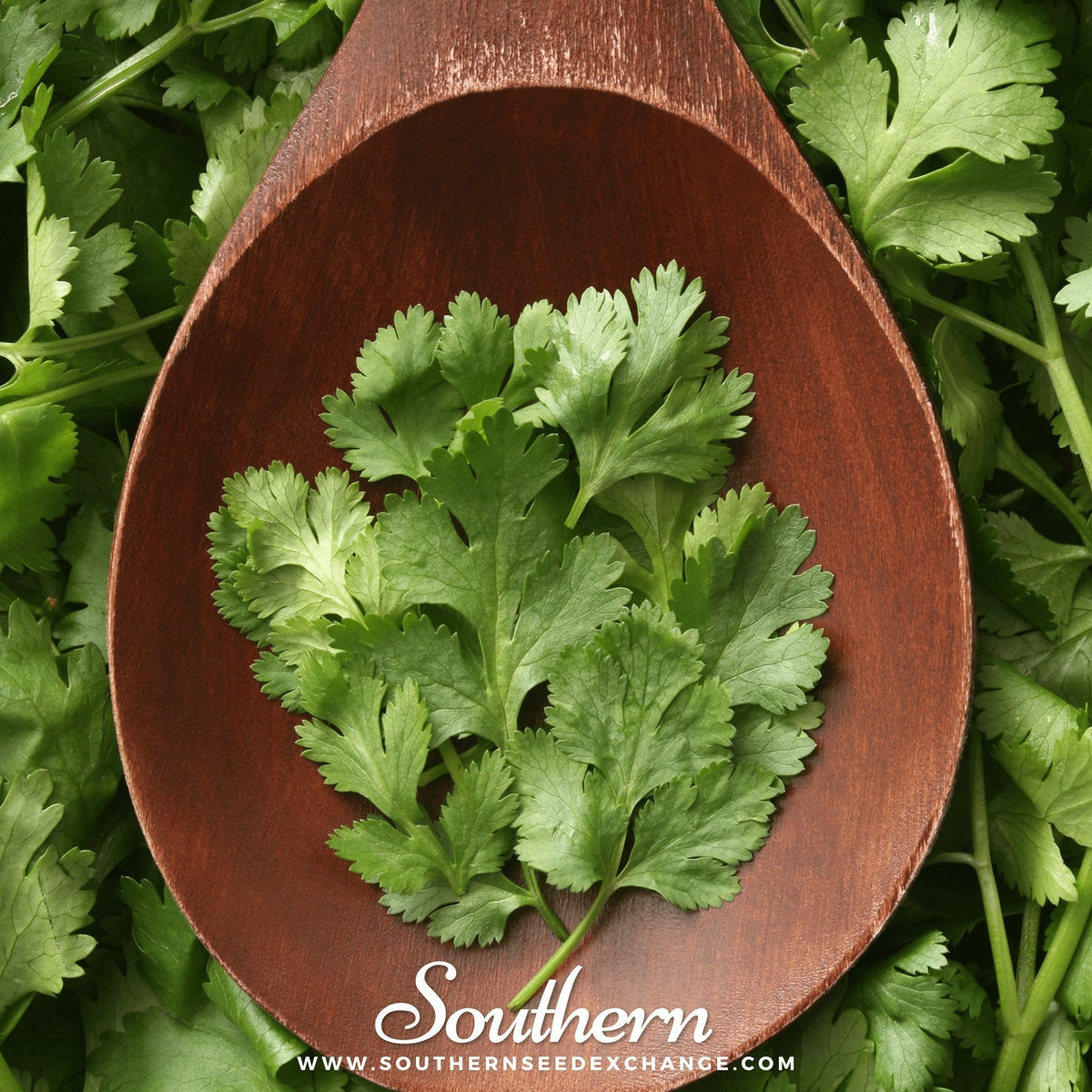 Calypso Cilantro – 100 Seeds