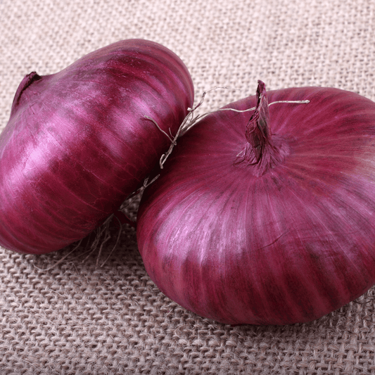 Cipollini Red Onion – 100 Seeds