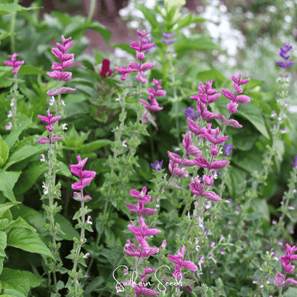 Pink Sundae Clary Sage – 50 Seeds