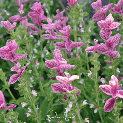 Pink Sundae Clary Sage – 50 Seeds