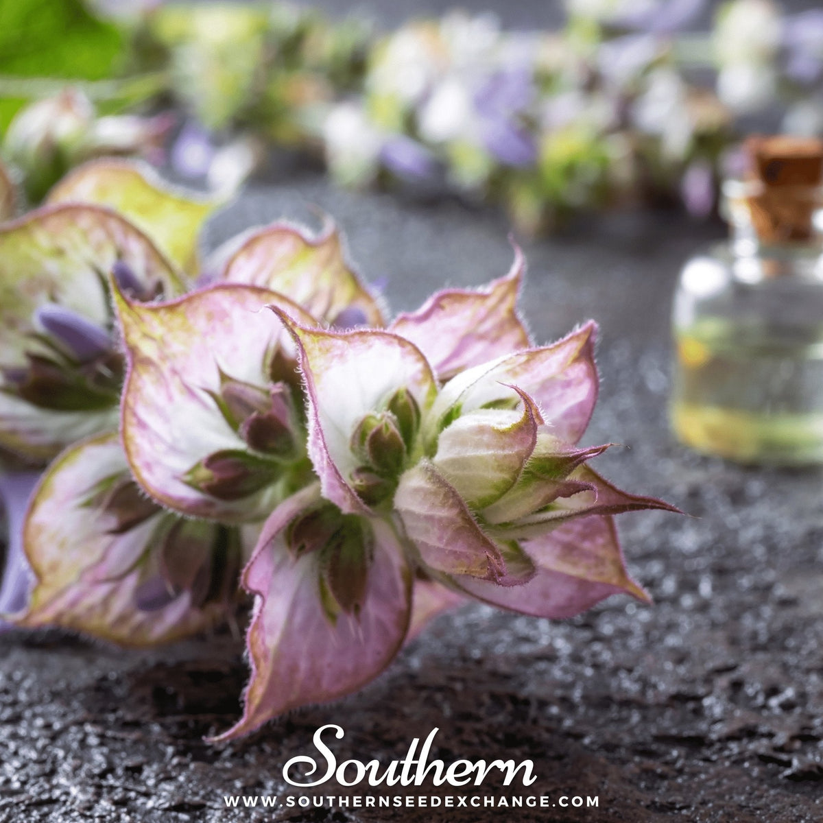 Clary Sage – 50 Seeds