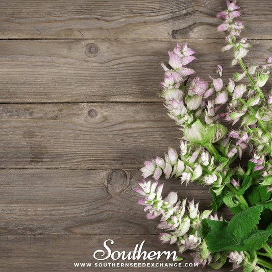 Clary Sage – 50 Seeds