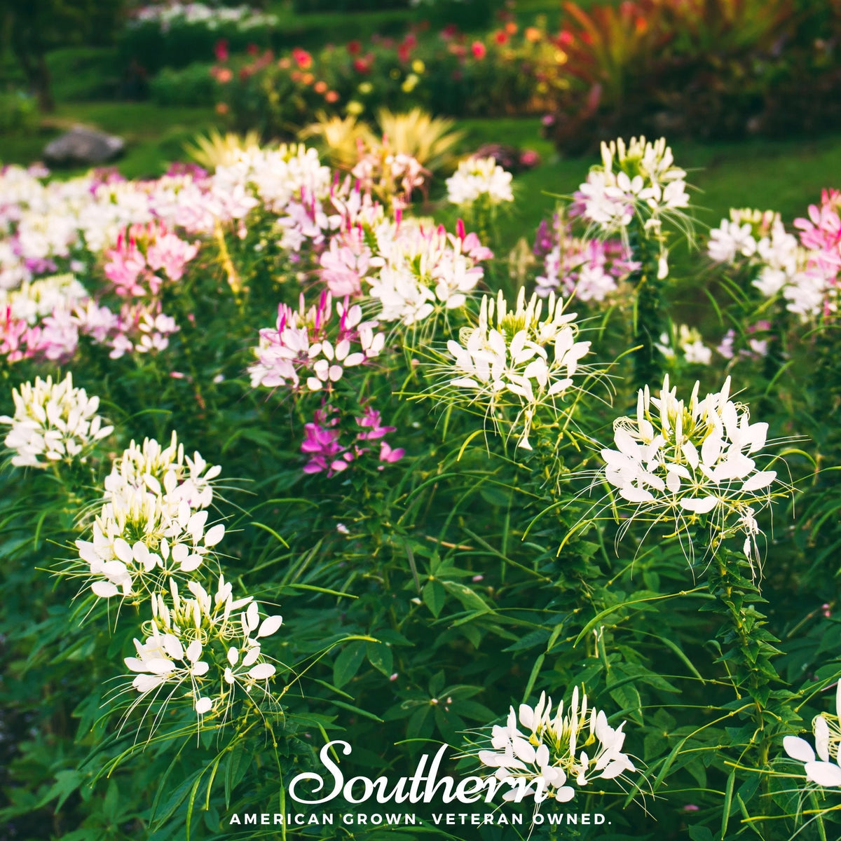 Spider Flower Cleome – 50 Seeds