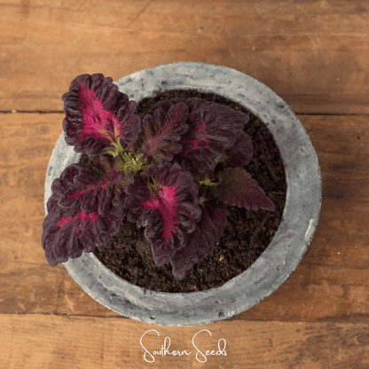Black Dragon Coleus – 20 Seeds