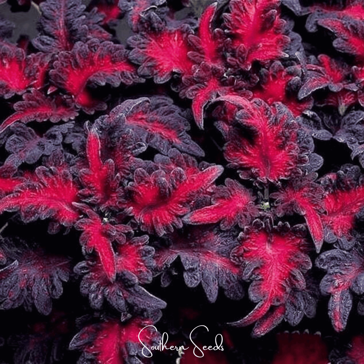 Black Dragon Coleus – 20 Seeds