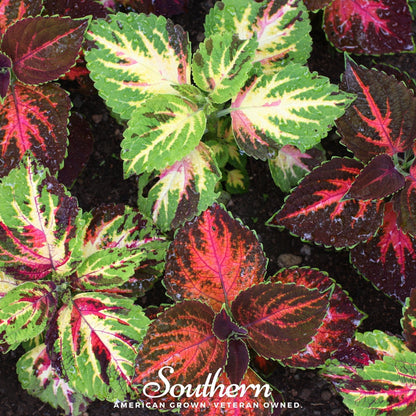 Rainbow Mix Coleus – 250 Seeds