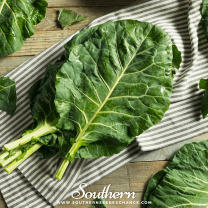 Champion Collard – 100 Seeds