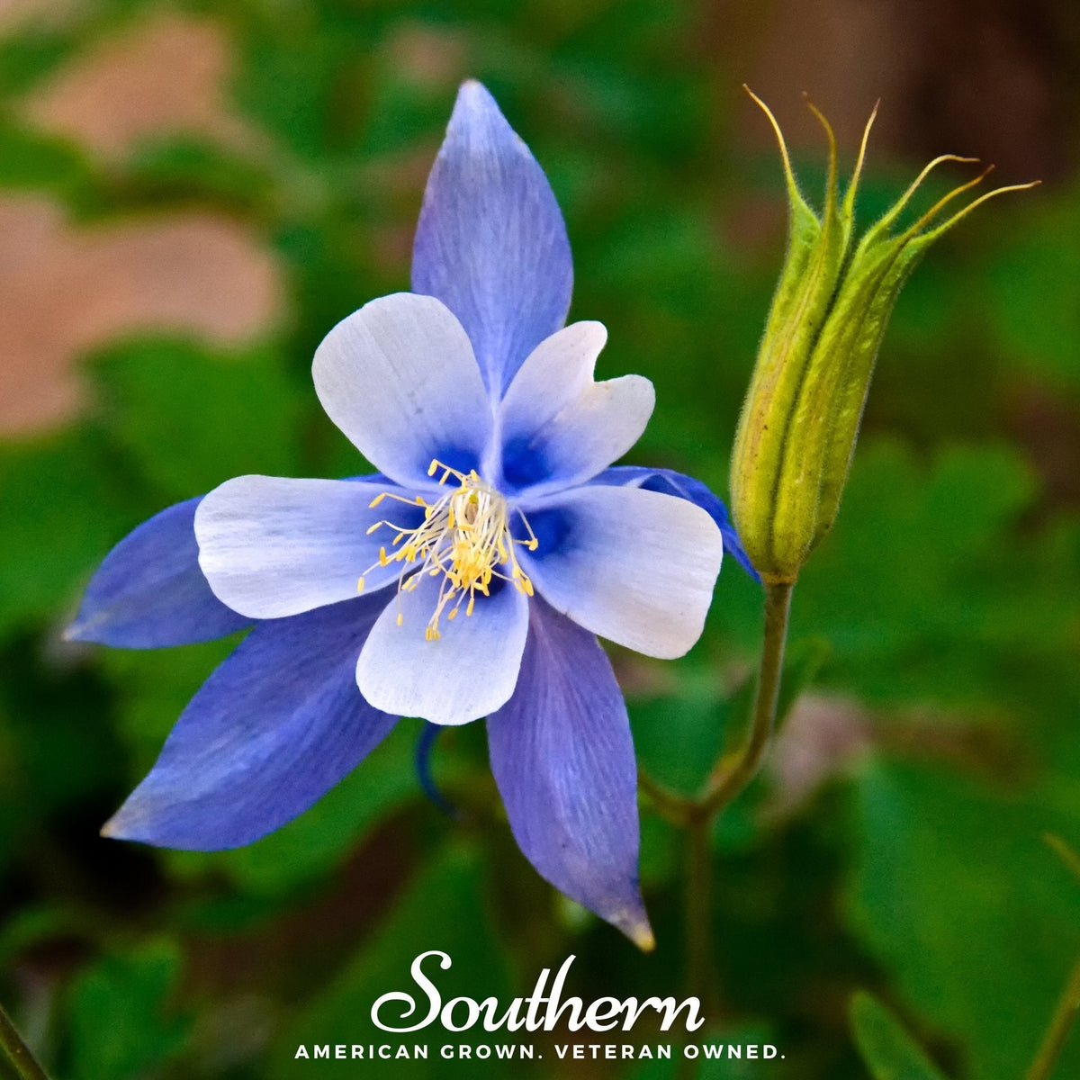 Colorado Blue Columbine – 100 Seeds