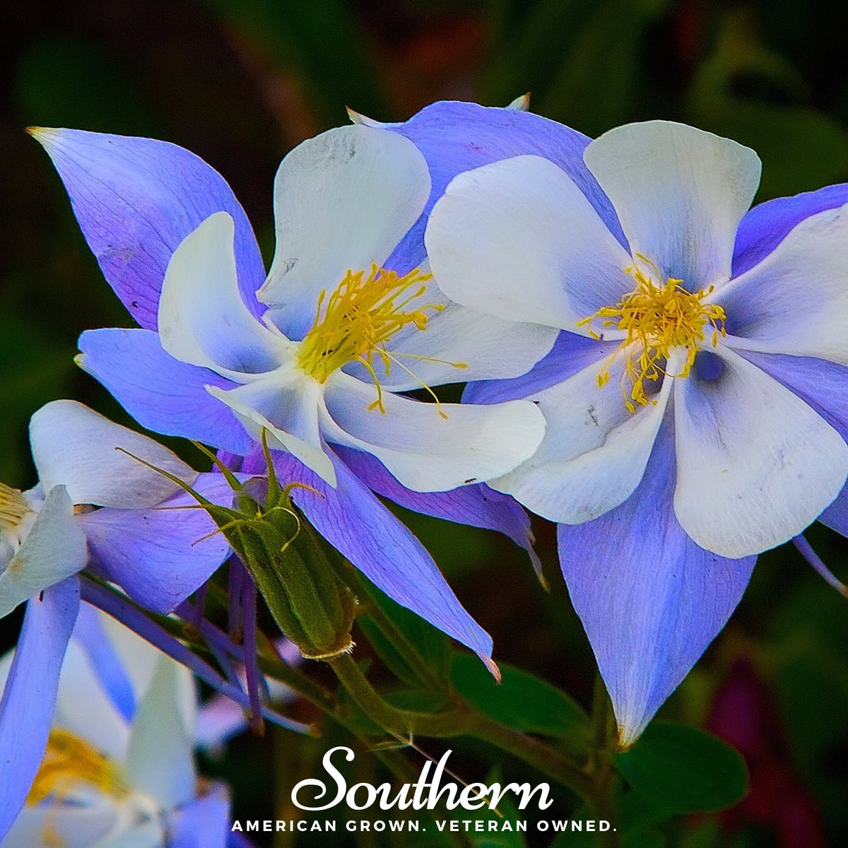Colorado Blue Columbine – 100 Seeds