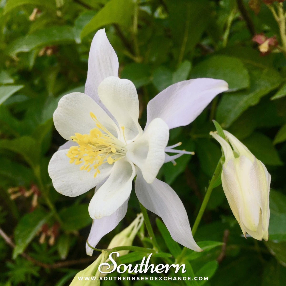 Crystal Star Columbine – 25 Seeds