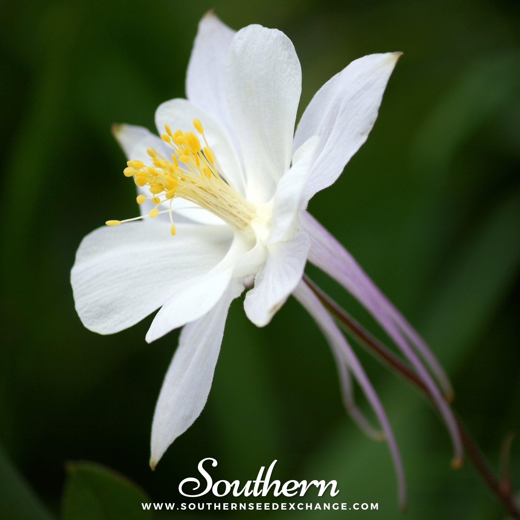 Crystal Star Columbine – 25 Seeds