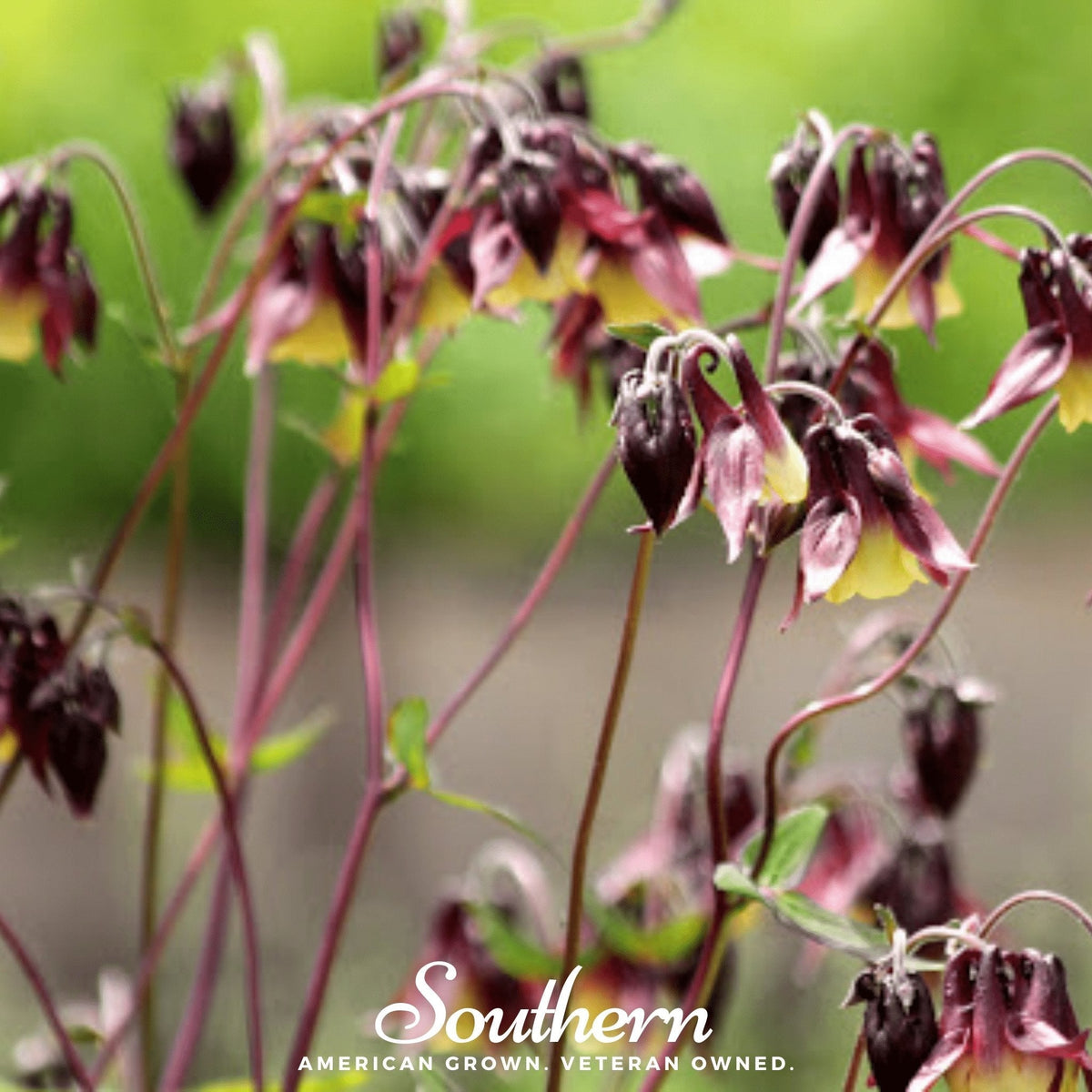 Oriental Columbine – 100 Seeds
