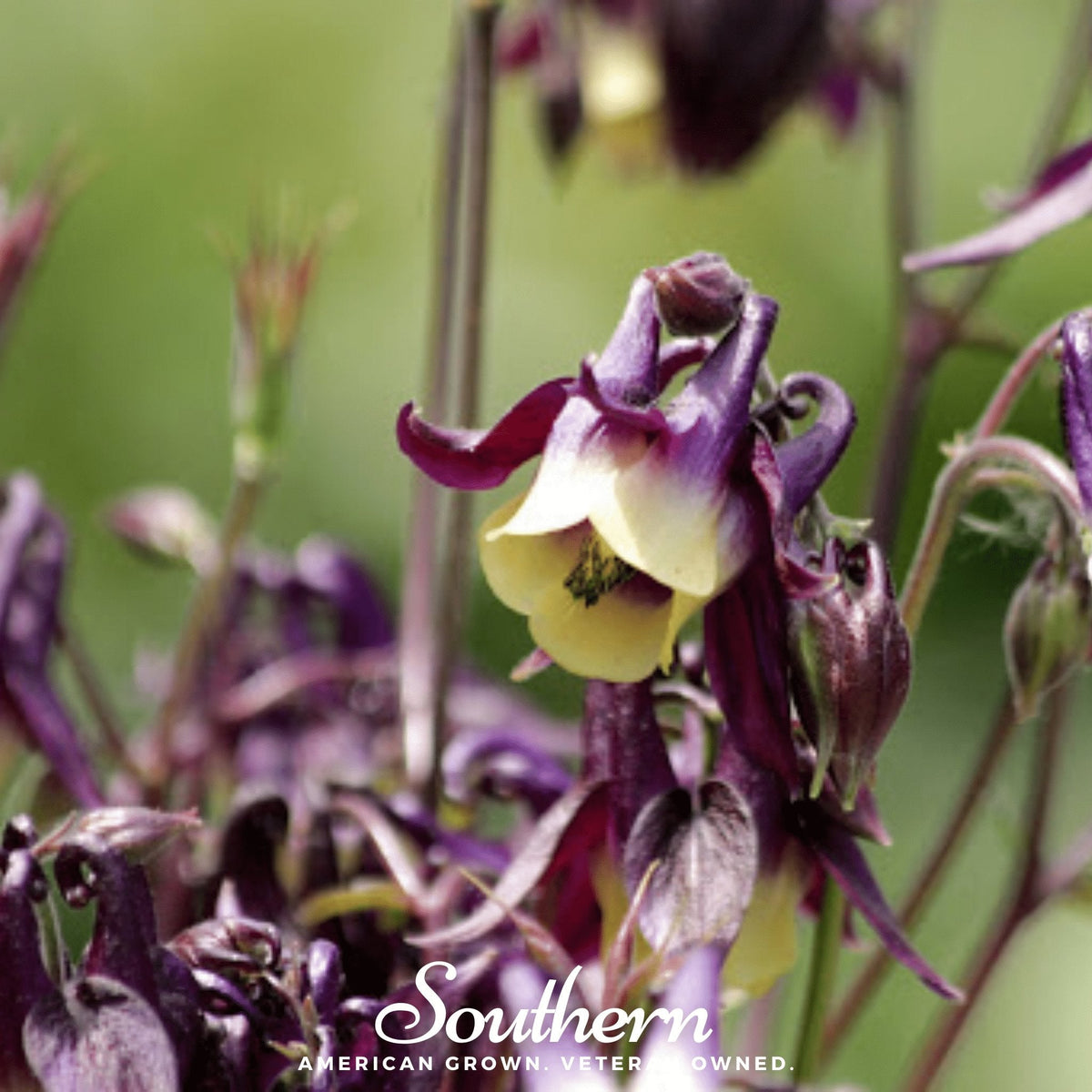 Oriental Columbine – 100 Seeds