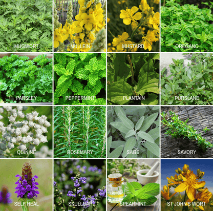 Community Garden Survival Seed Vault – 120 Seed Varieties