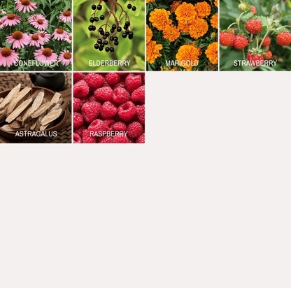 Community Garden Survival Seed Vault – 120 Seed Varieties