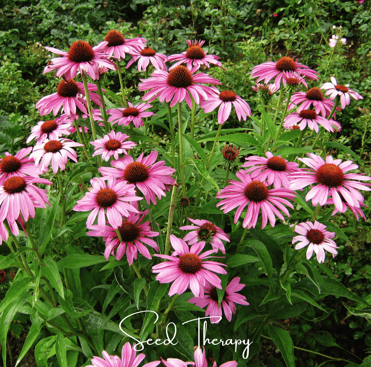 Purple Coneflower (Echinacea) – 100 Seeds