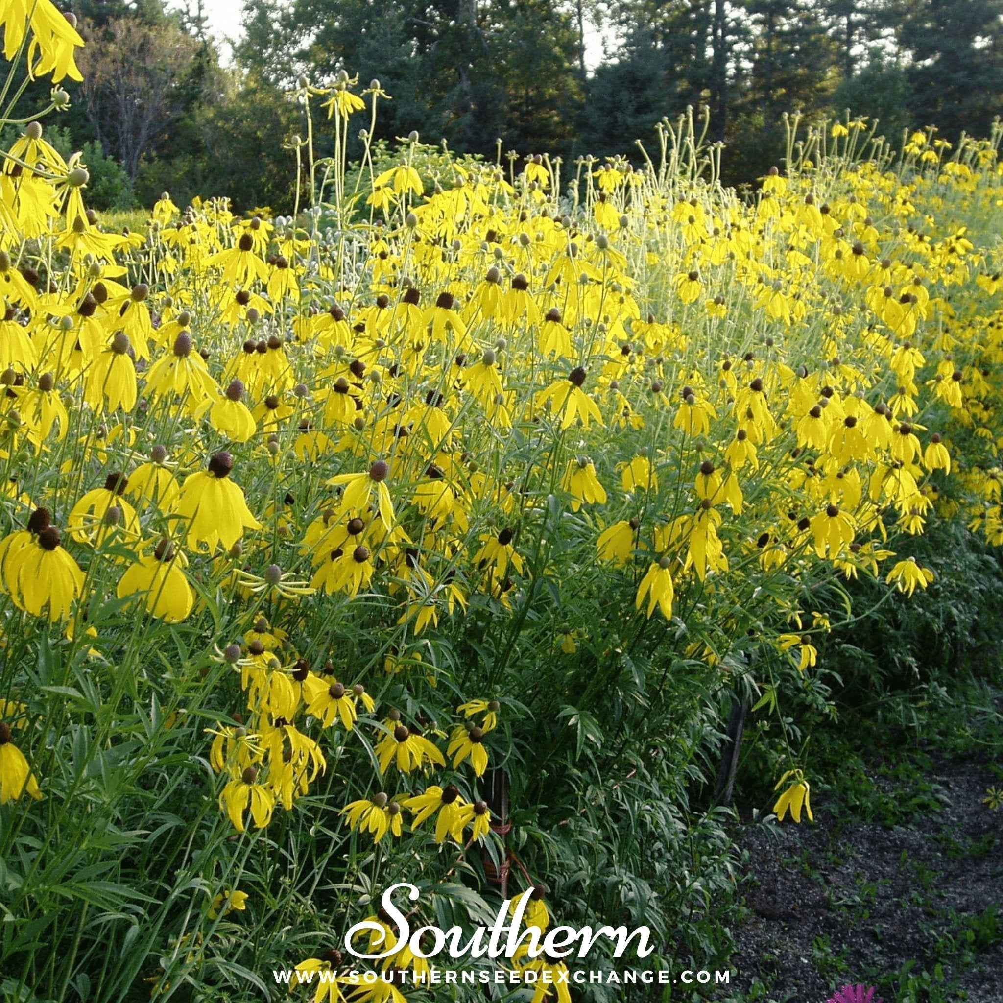 Yellow Coneflower – 100 Seeds