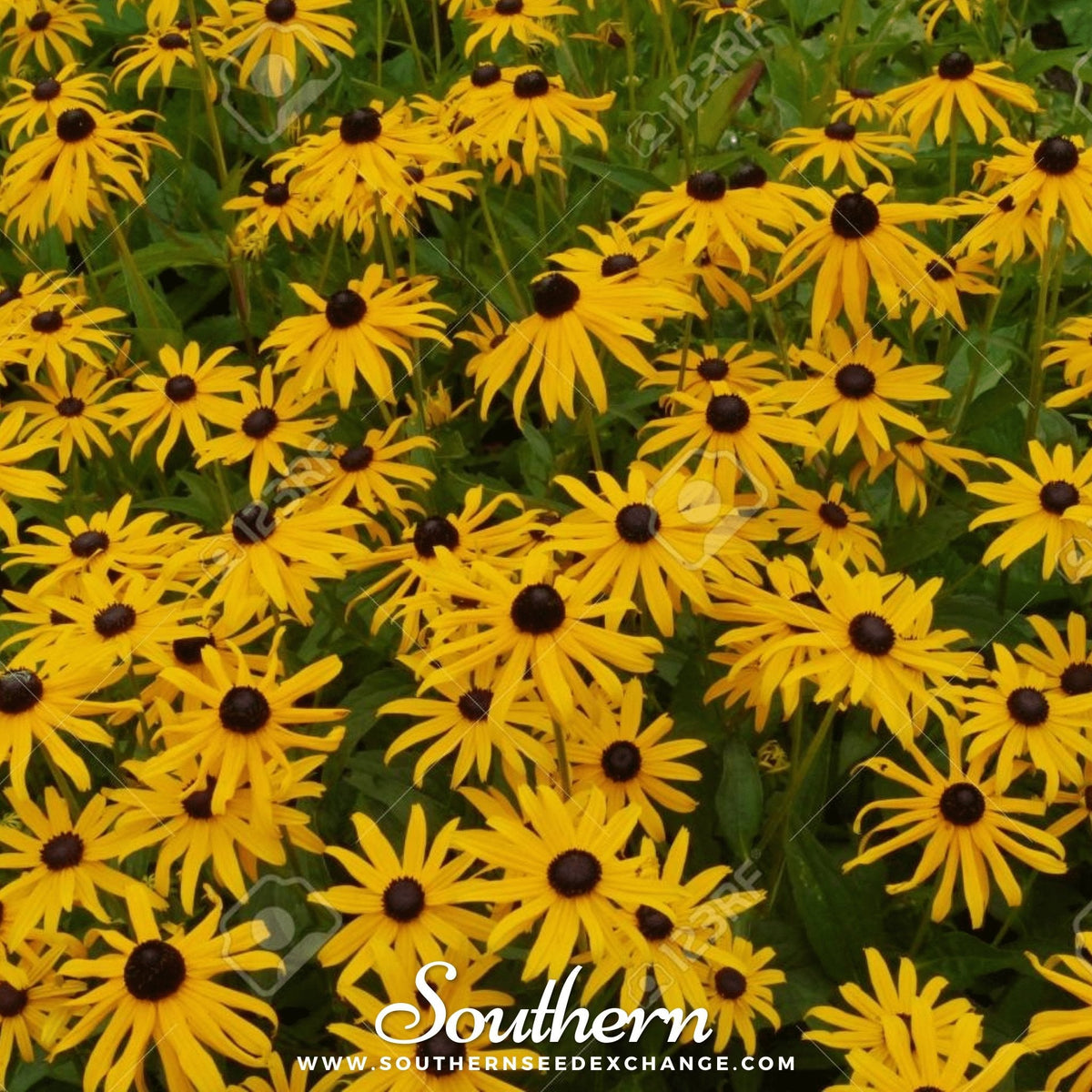 Yellow Coneflower – 100 Seeds