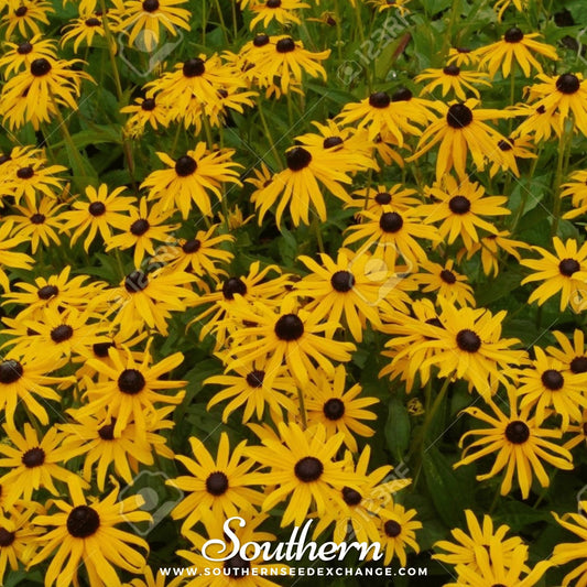 Yellow Coneflower – 100 Seeds