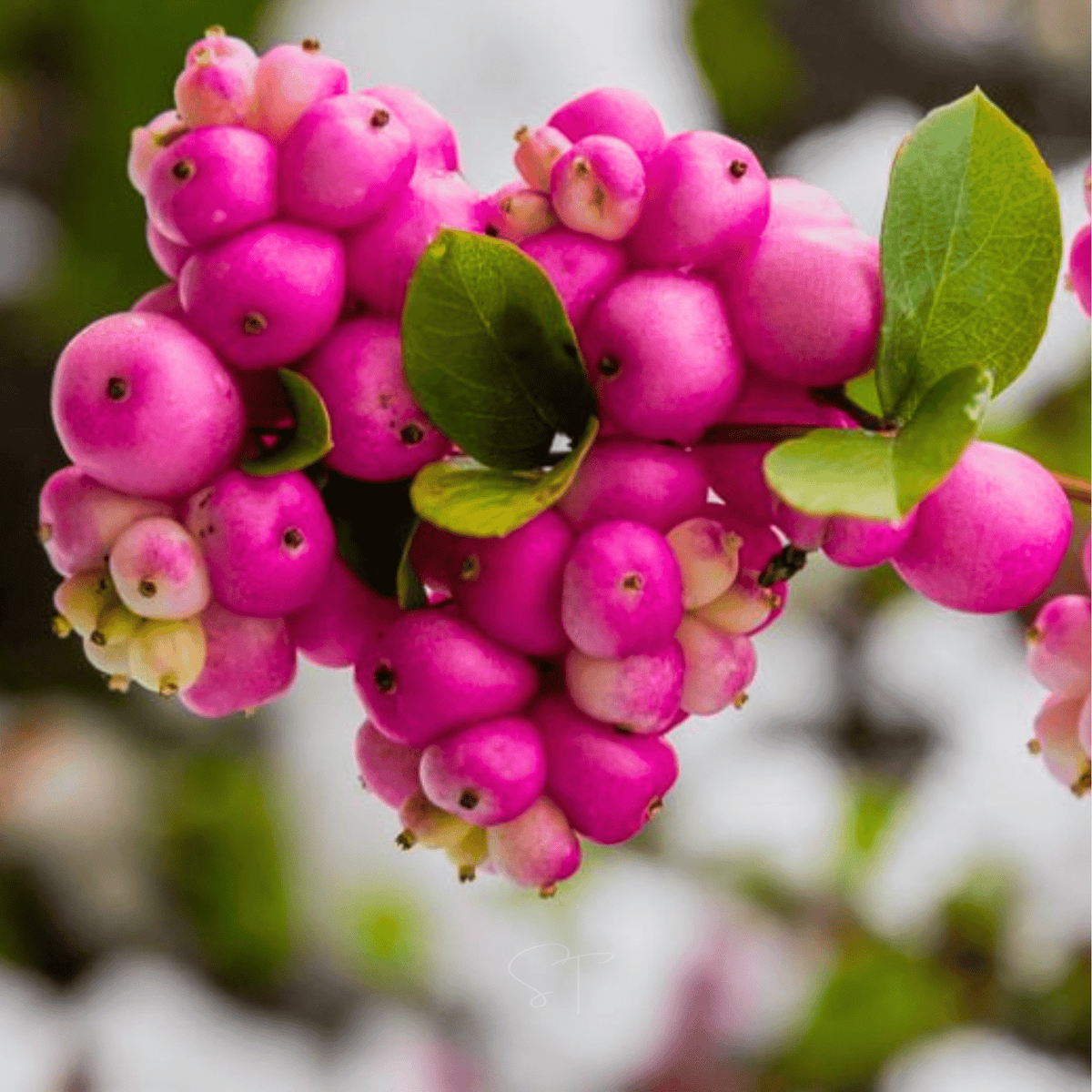 Coralberry – 30 Seeds