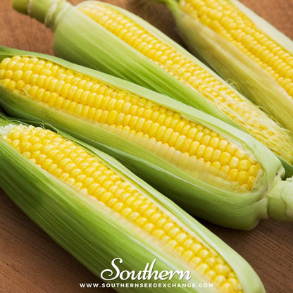 Bantam 12 Row Corn – 30 Seeds