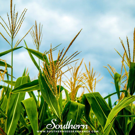 Bantam 12 Row Corn – 30 Seeds