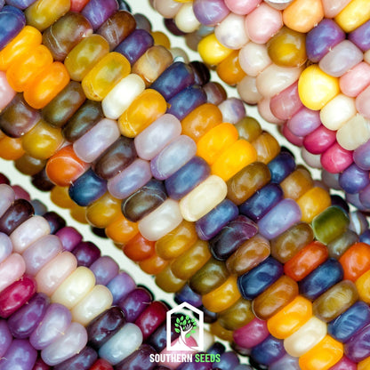 Glass Gems Corn – 30 Seeds