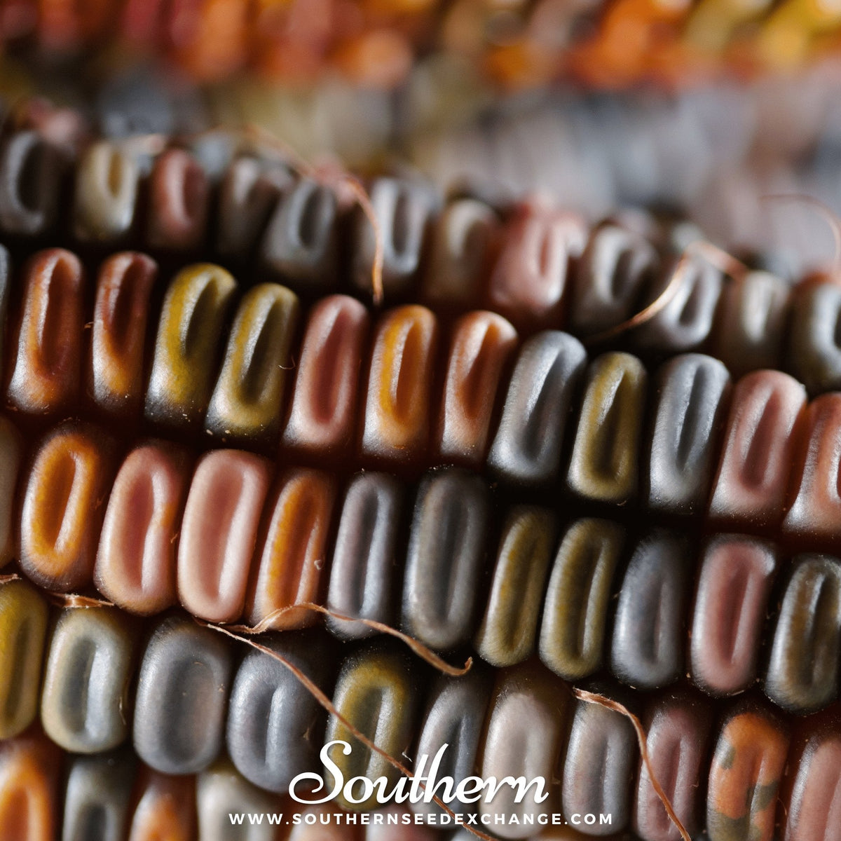 Indian Ornamental Corn – 30 Seeds