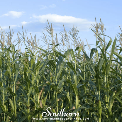 Indian Ornamental Corn – 30 Seeds