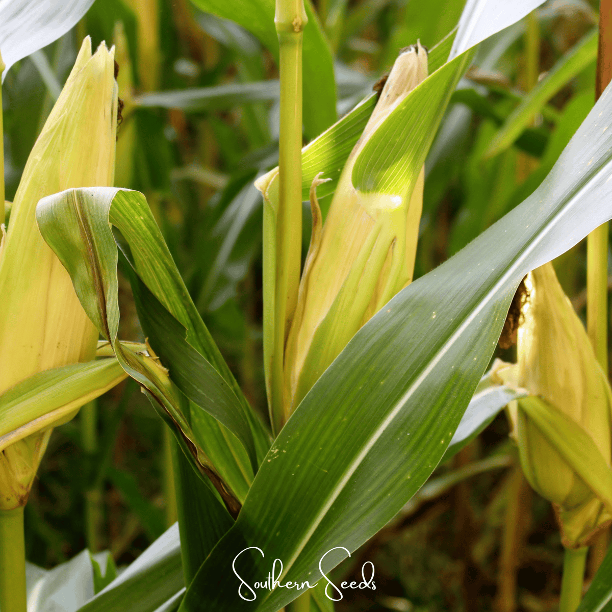 Kandy Korn Corn – 30 Seeds