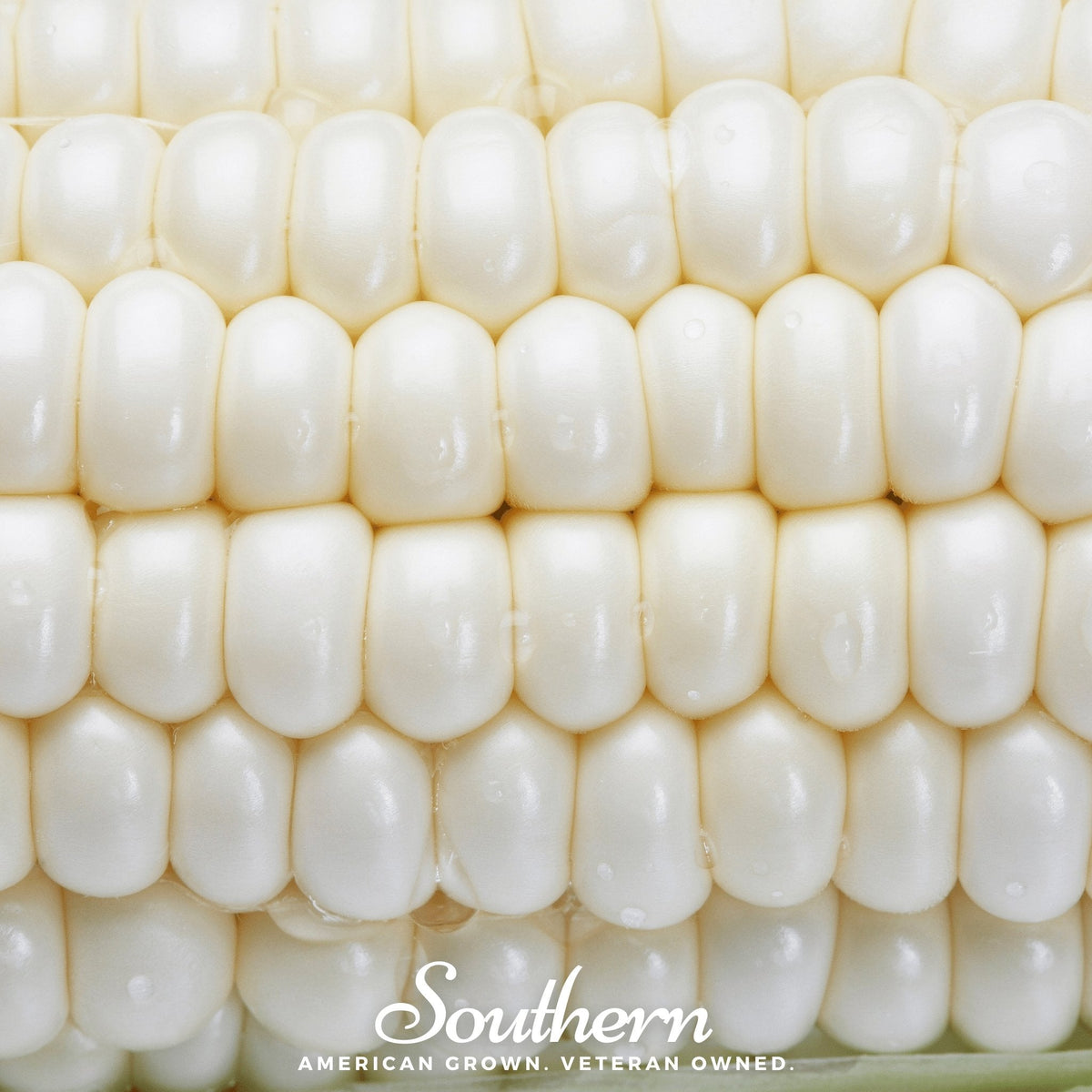Stowells Evergreen Sweet Corn – 30 Seeds