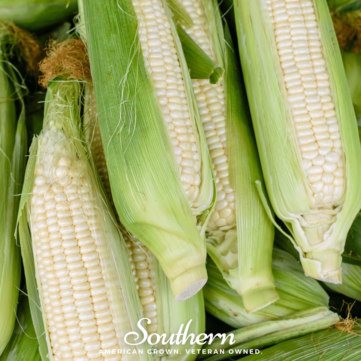 Stowells Evergreen Sweet Corn – 30 Seeds