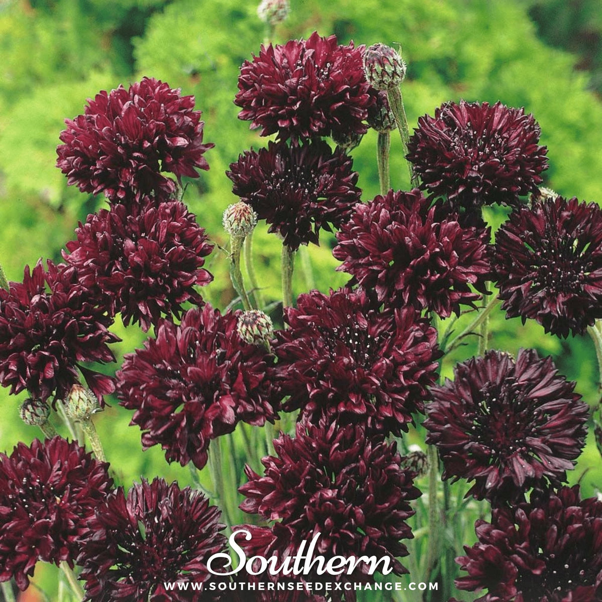 Black Cornflower – 50 Seeds