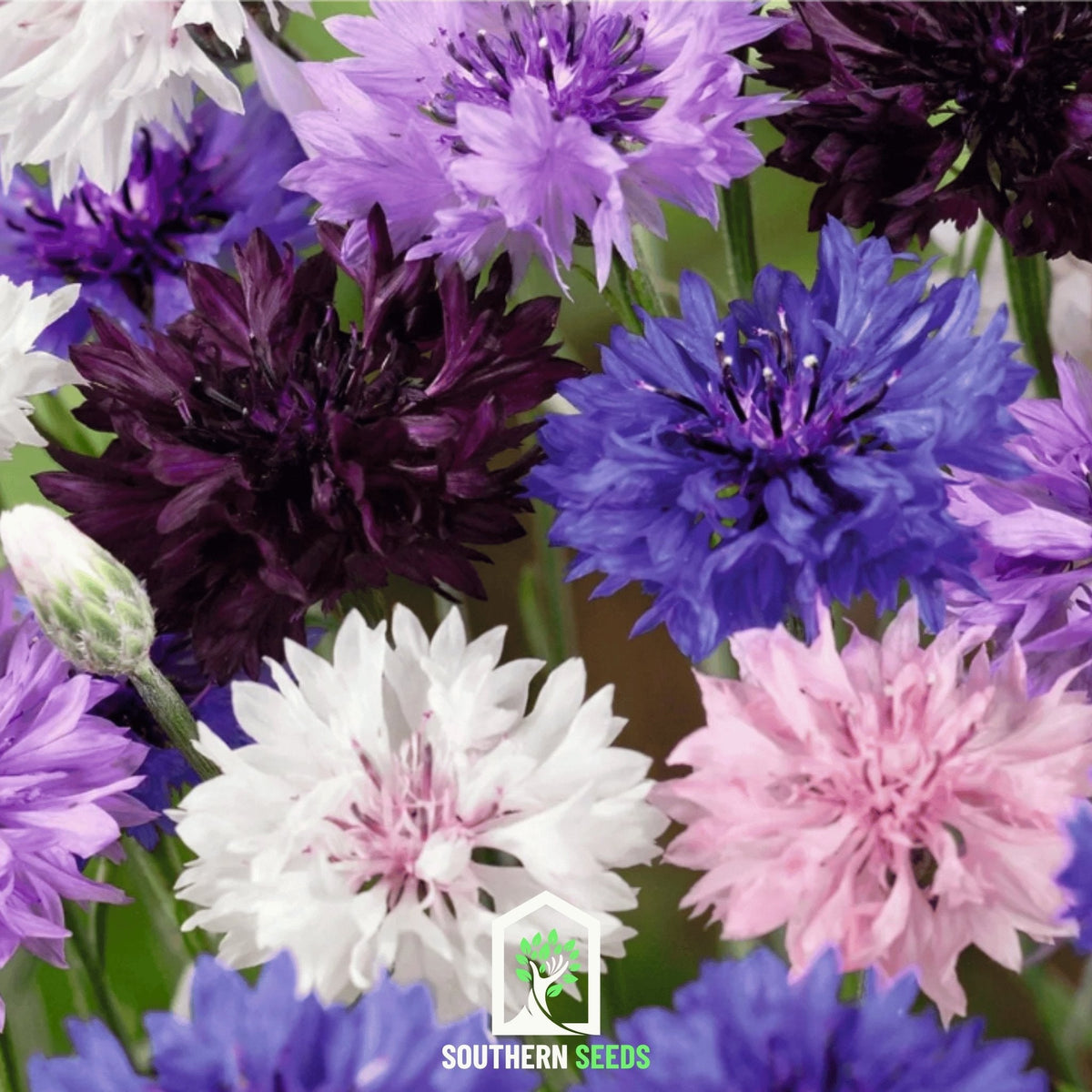 Cornflower Mix – 100 Seeds