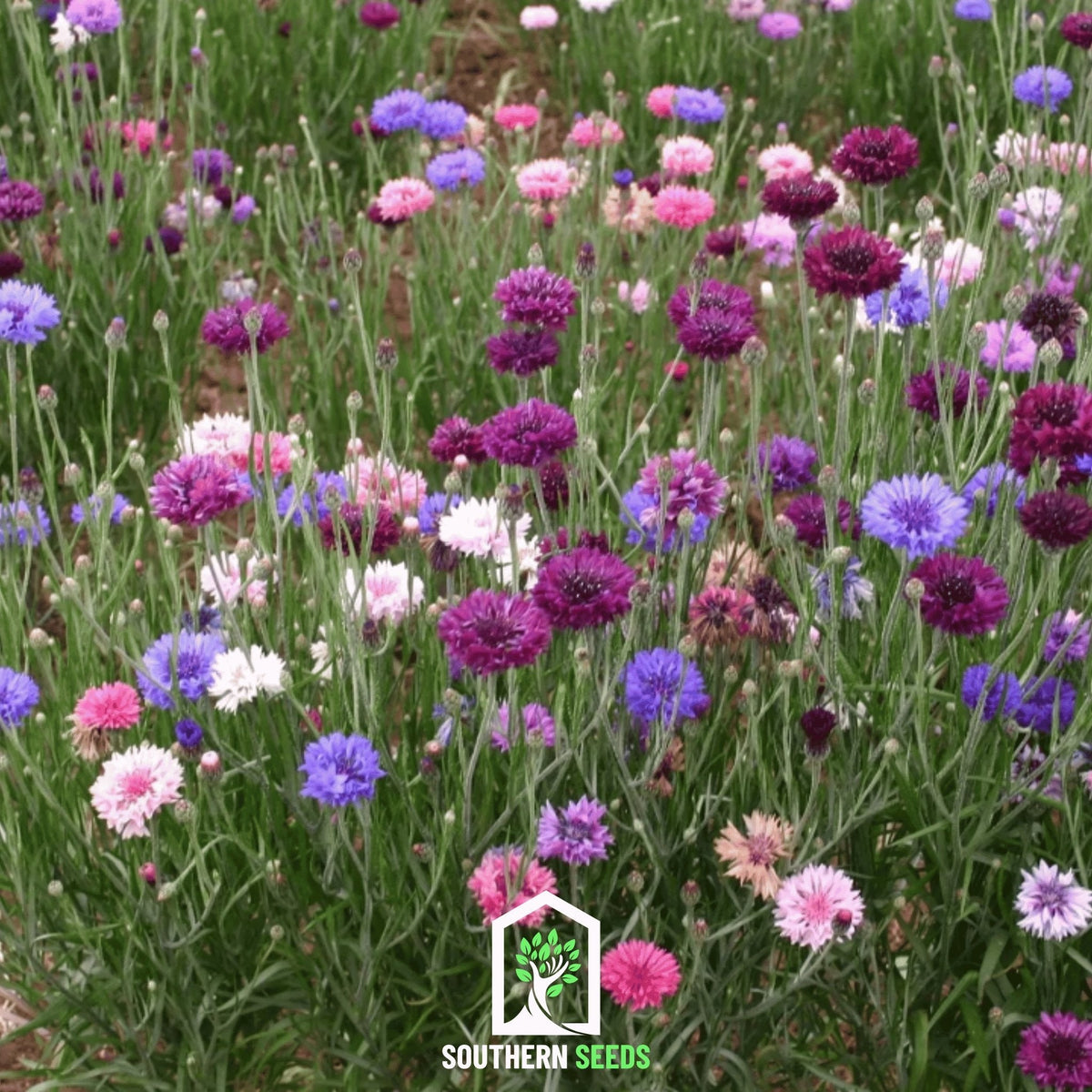 Cornflower Mix – 100 Seeds