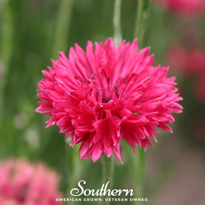 Tall Red Cornflower – 50 Seeds