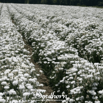 Tall White Cornflower – 100 Seeds