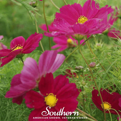 Dazzler Cosmos – 100 Seeds