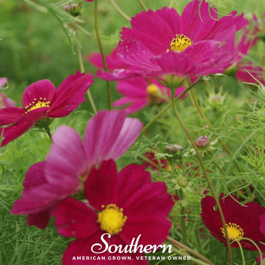 Dazzler Cosmos – 100 Seeds