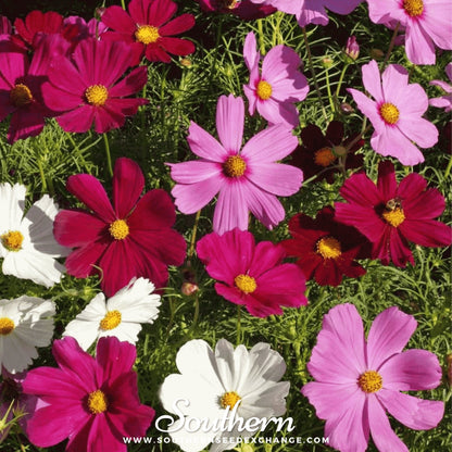 Dwarf Cosmos Mix – 100 Seeds