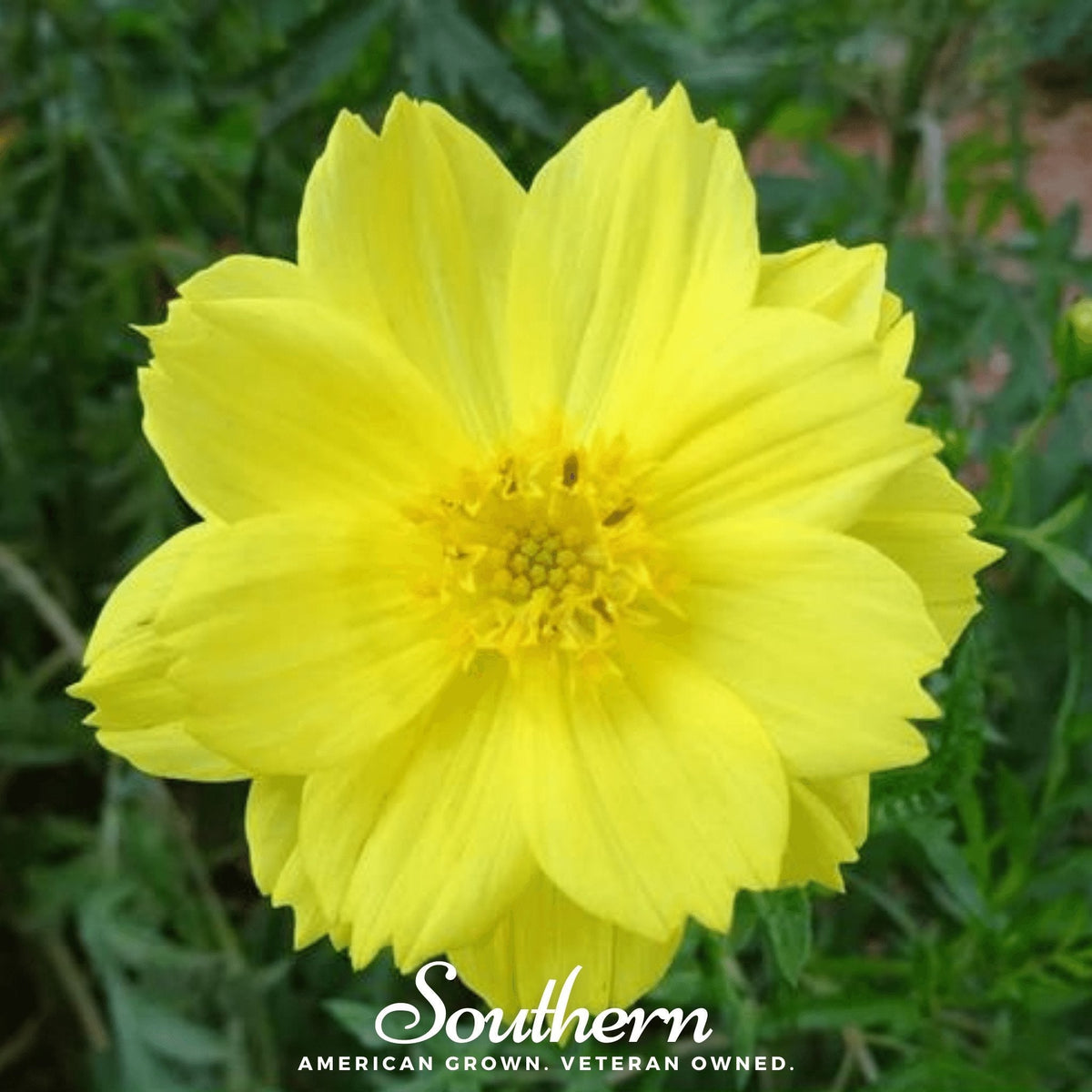 Lemon Sulphur Dwarf Cosmos – 100 Seeds
